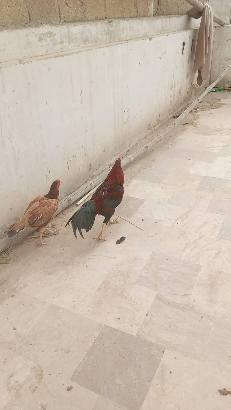 aseel pair 5