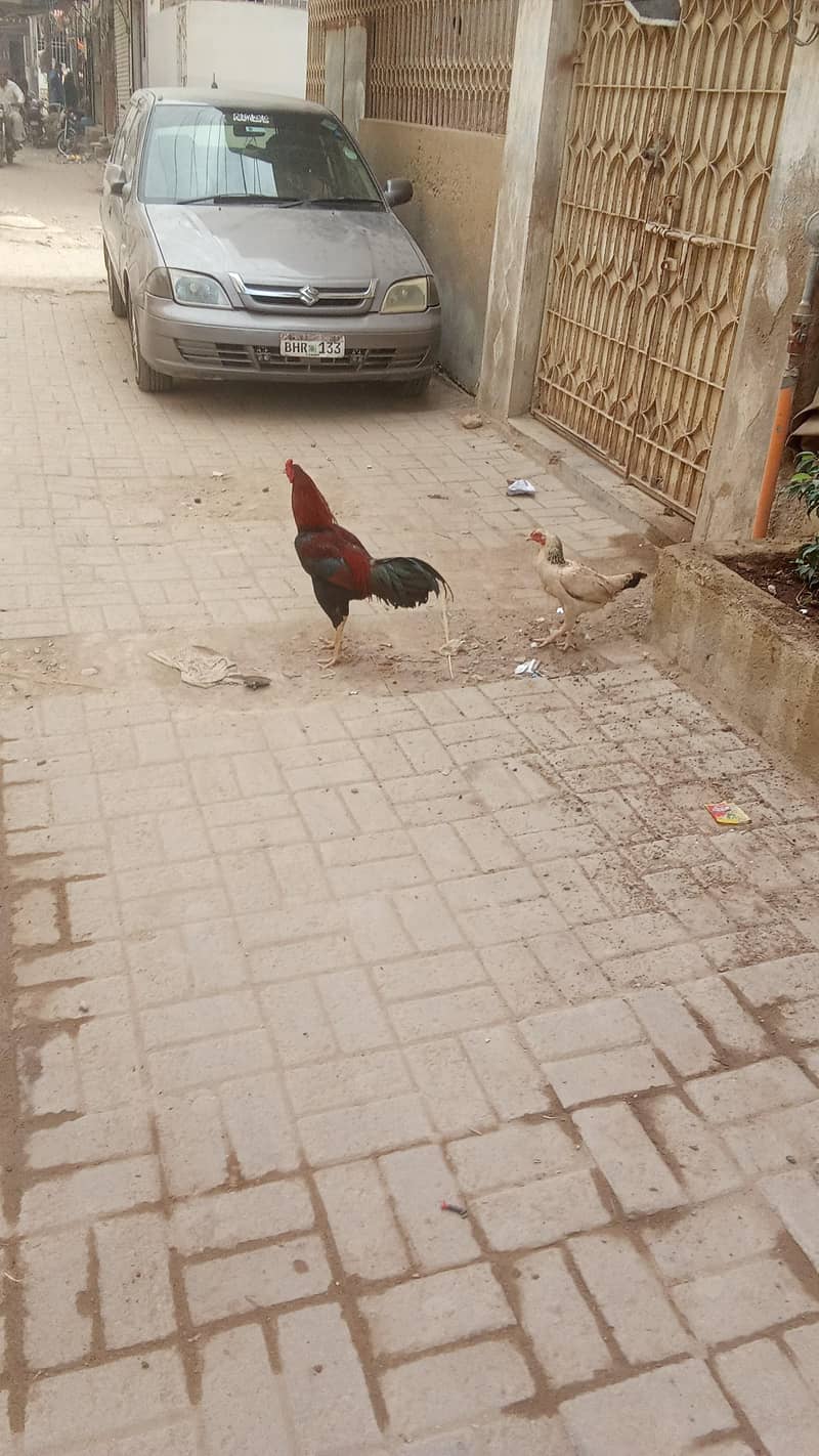 aseel pair 6