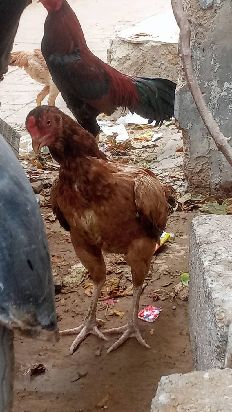 aseel pair 9