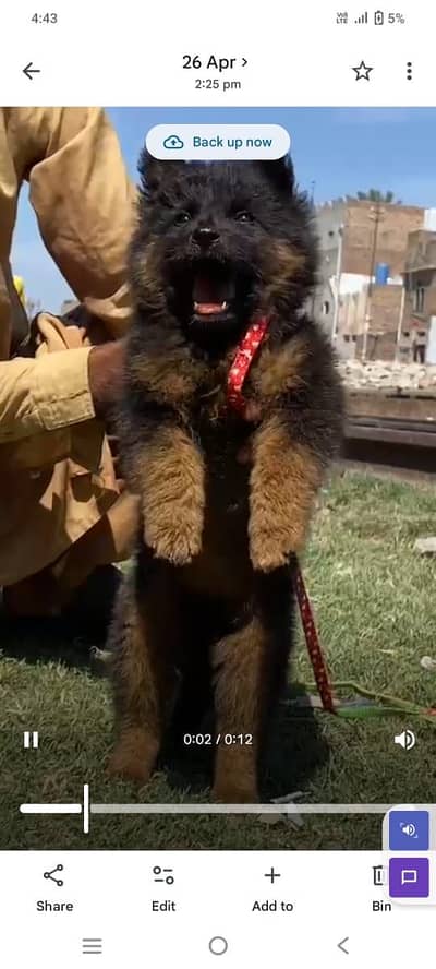 German shepherd long coat male for sale