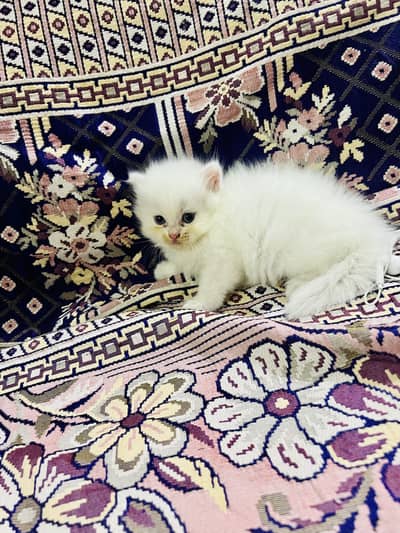 Cats for sale