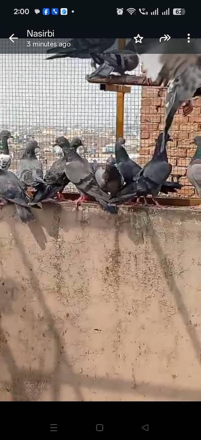 pigeon neelay for sale