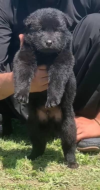 Black German shepherd long coat male for sale