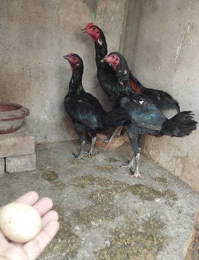Thai Pakoy Trio . Pakistani Trio . Pakistani Patha . Thai Pathi