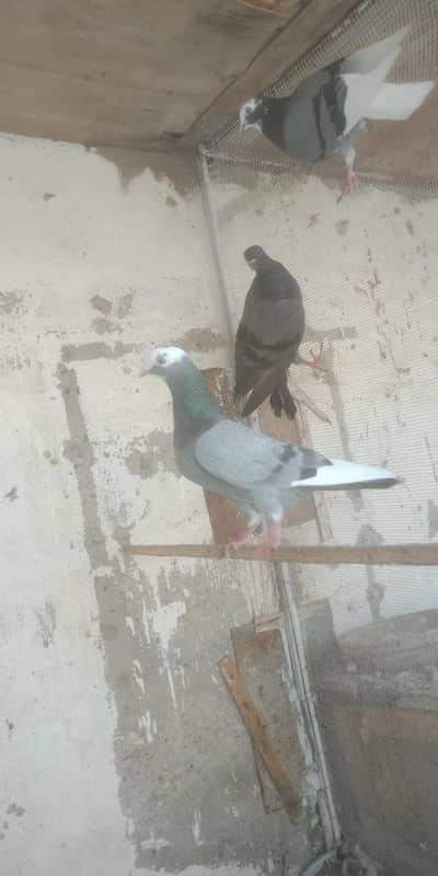 pigeon