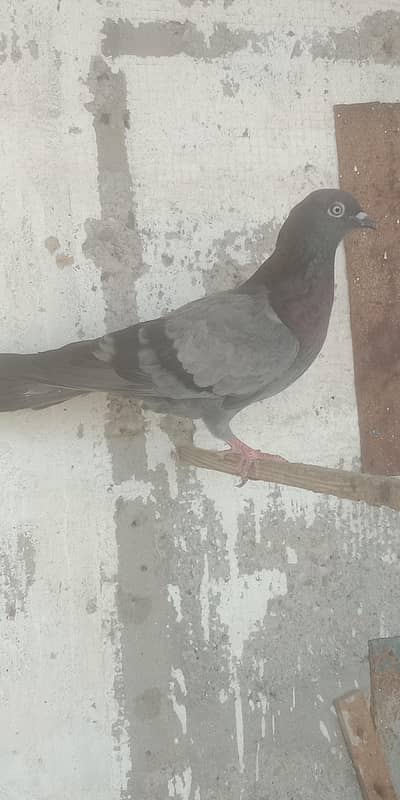 pigeon
