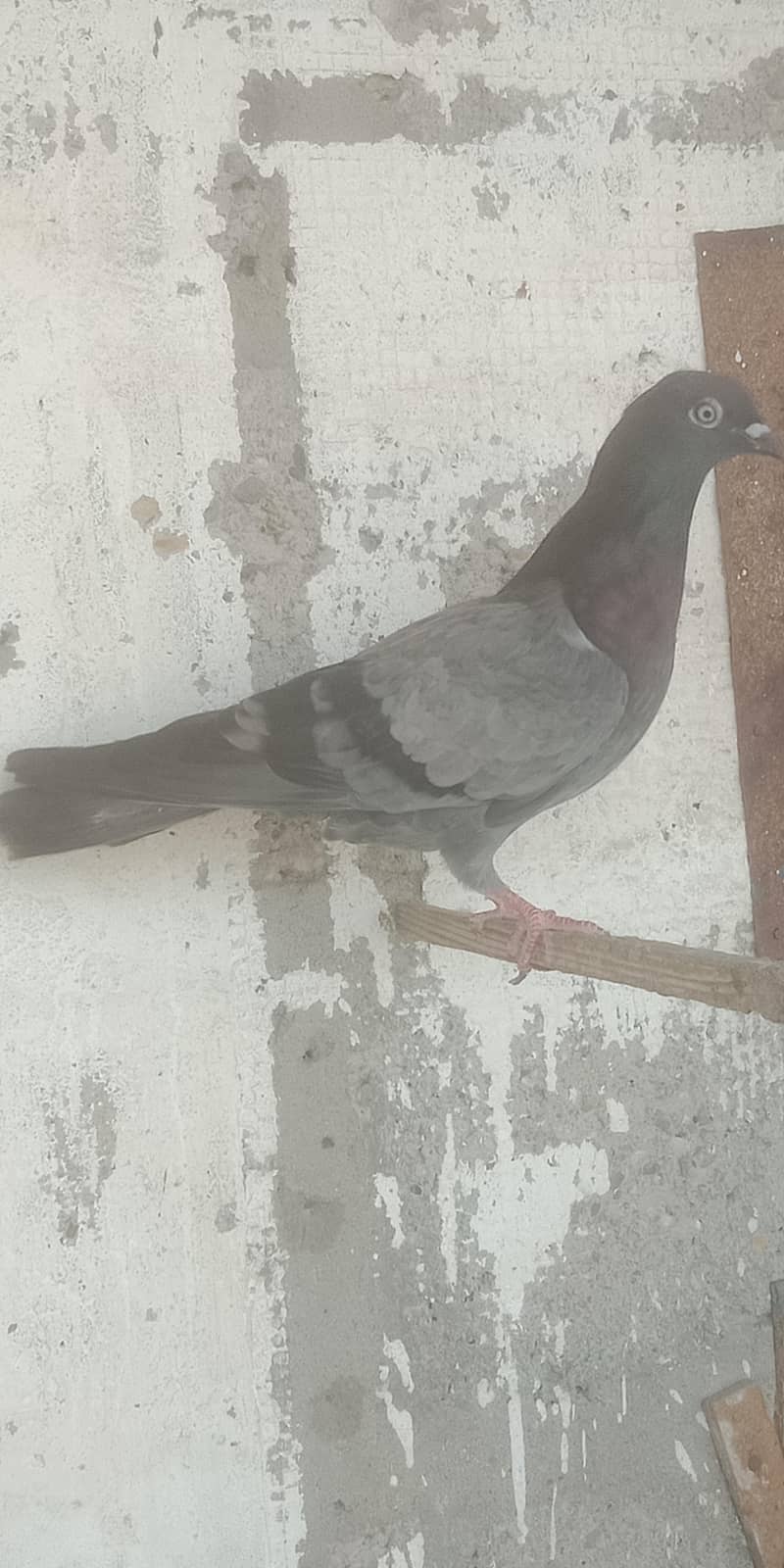 pigeon 1