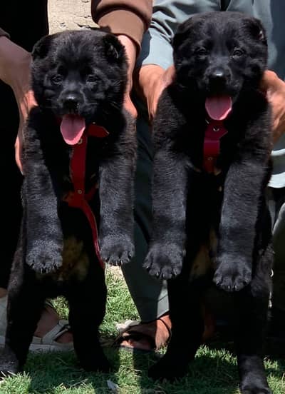 Bakharwal pair / afghan kochi / security dog for sale