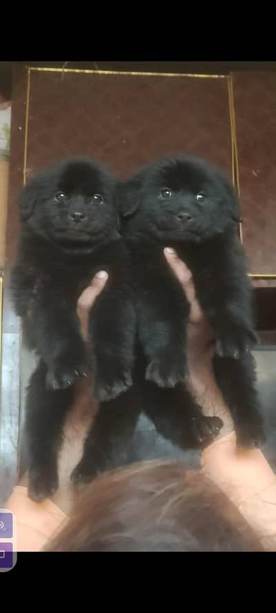 Black German shepherd long coat pair / gsd / dog