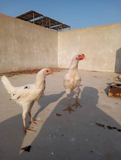 Orginal Desi Breed