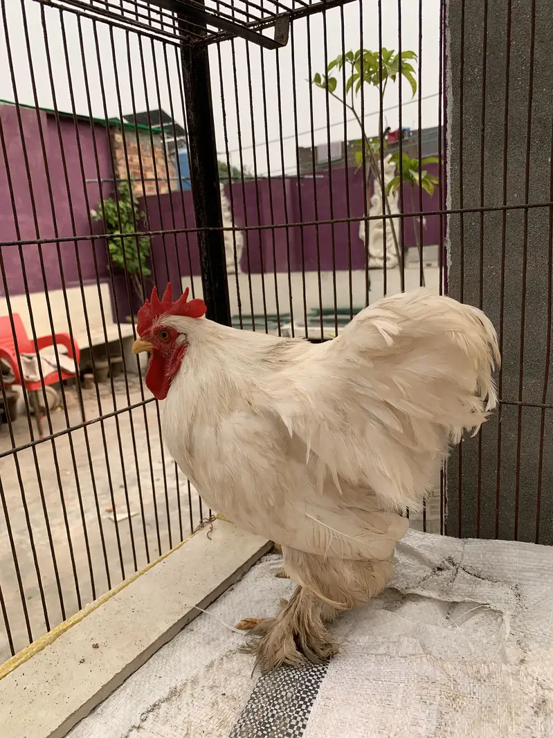Bantam