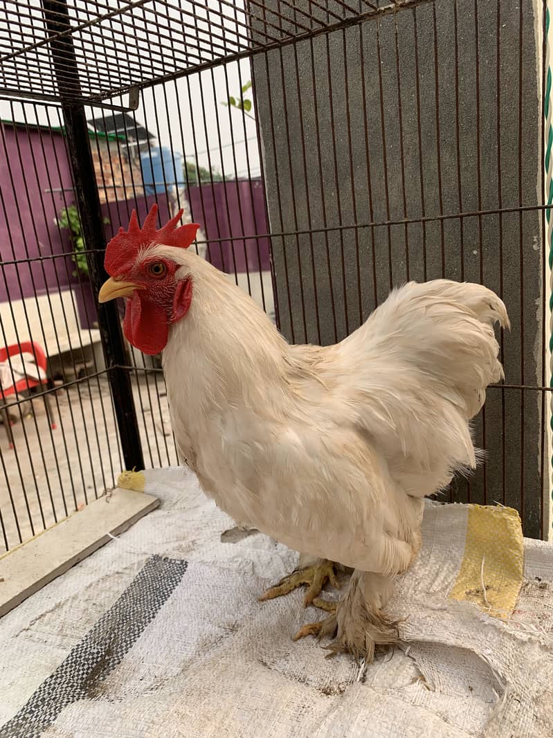 Bantam 1