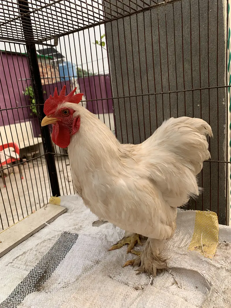 Bantam — photo 2