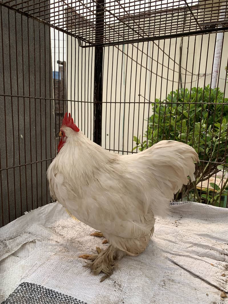 Bantam 2