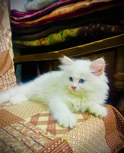 Persian Female kitten for sale 03253318687 Whatsapp