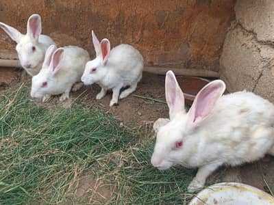 4 Rabbits for sale