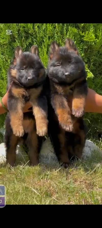 German shepherd pair for sale