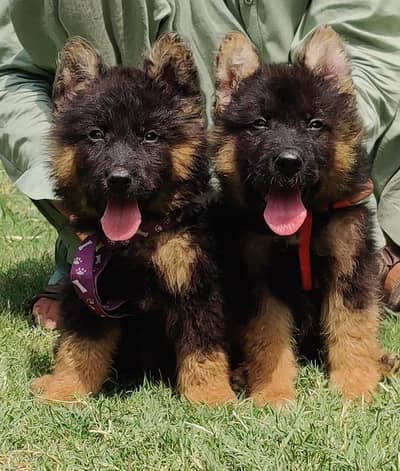 German shepherd pair / gsd / dog German shepherd puppies
