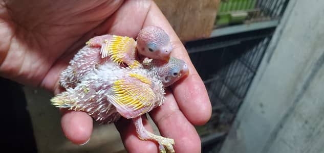 Budgies chick's