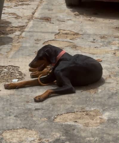 Quality Doberman female for sale