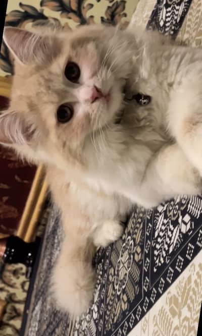 active play full fluffy coat