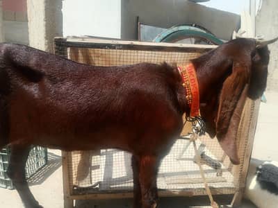 pure kamori nasal jori contact 0370-8507655