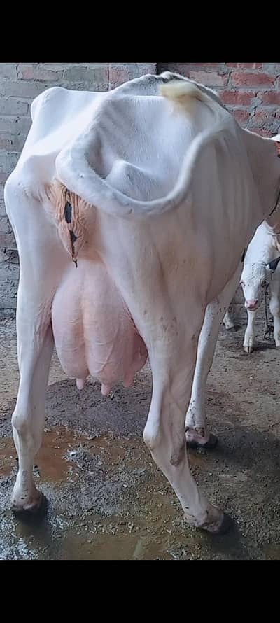 Cows For milk