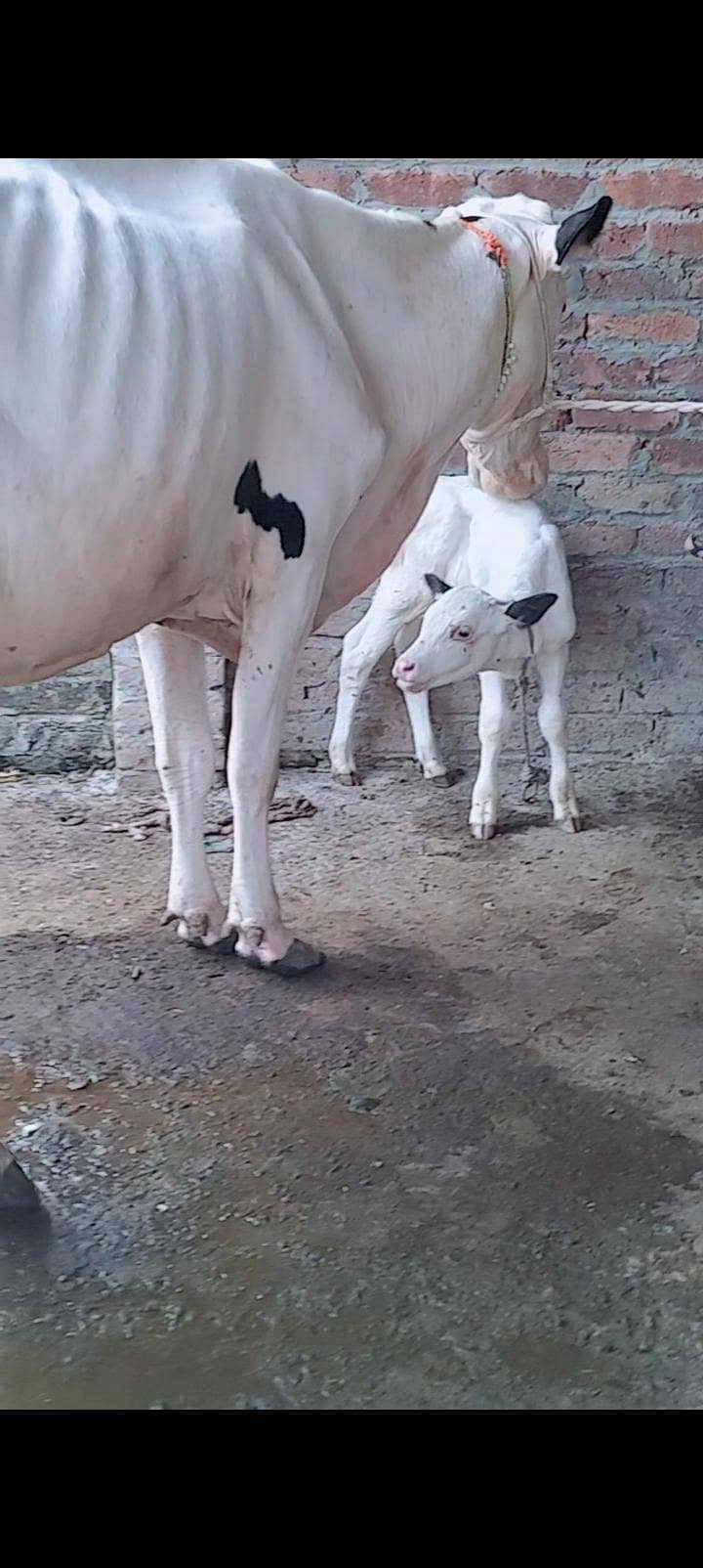 Cows For milk 1
