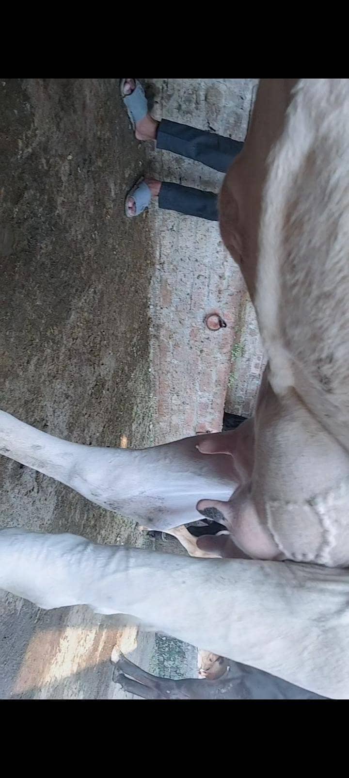 Cows For milk 2