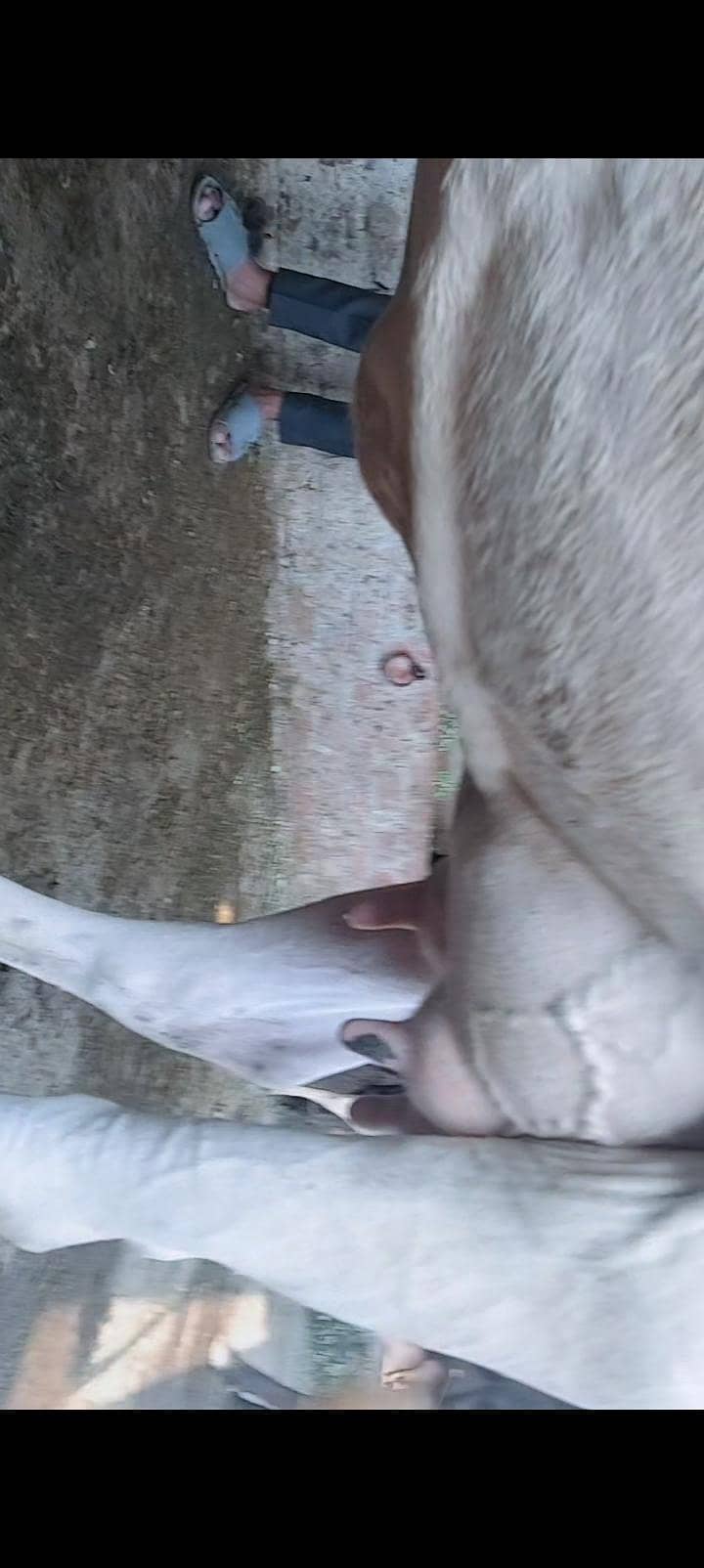 Cows For milk 3