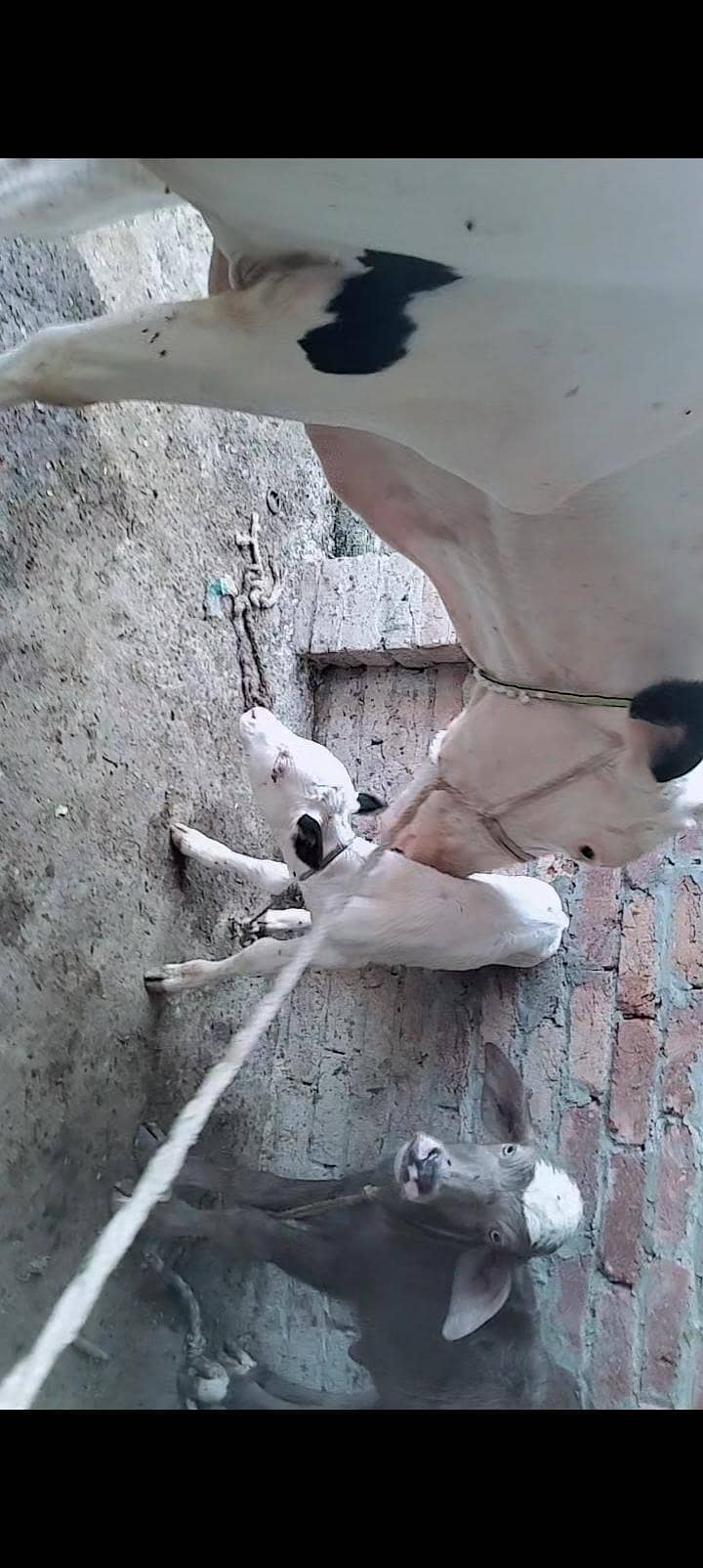 Cows For milk 4