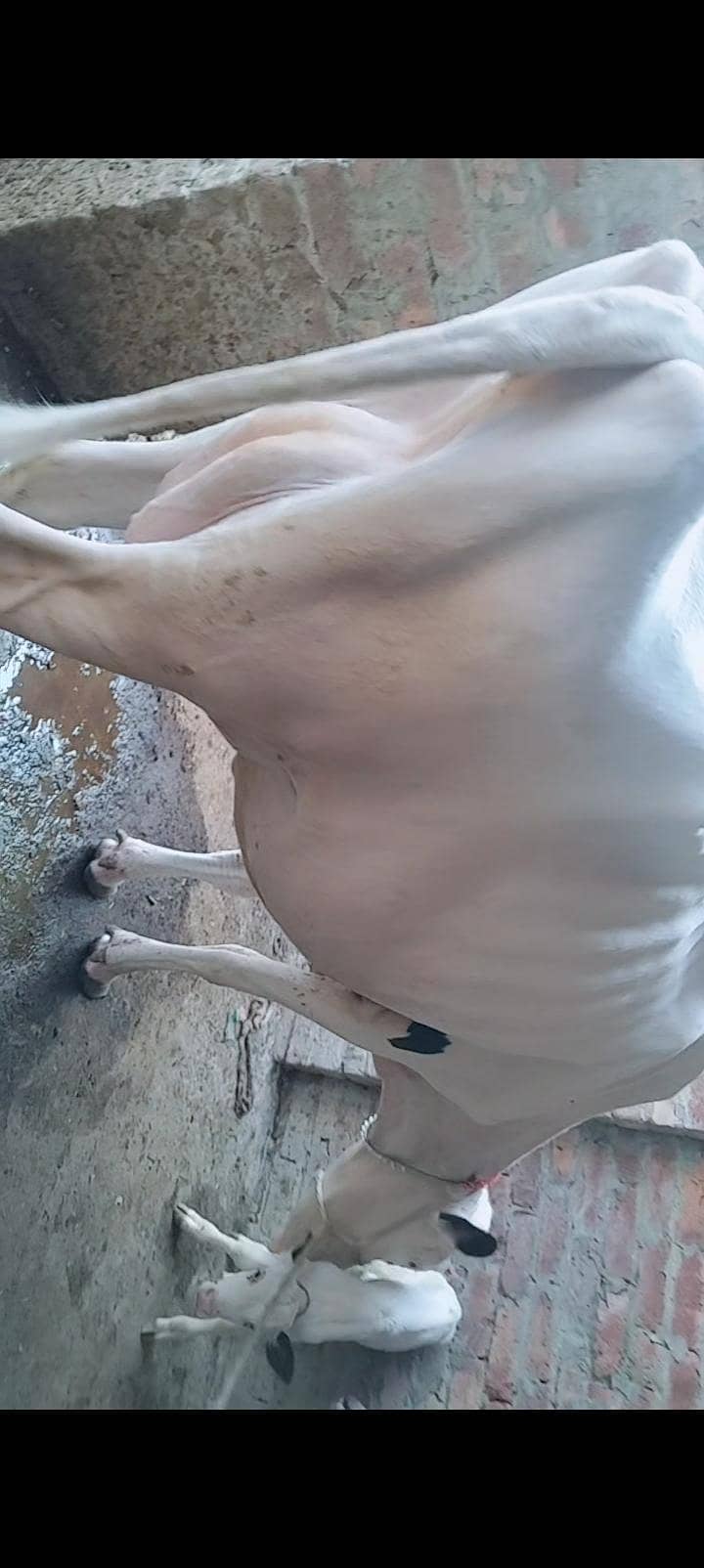 Cows For milk 5