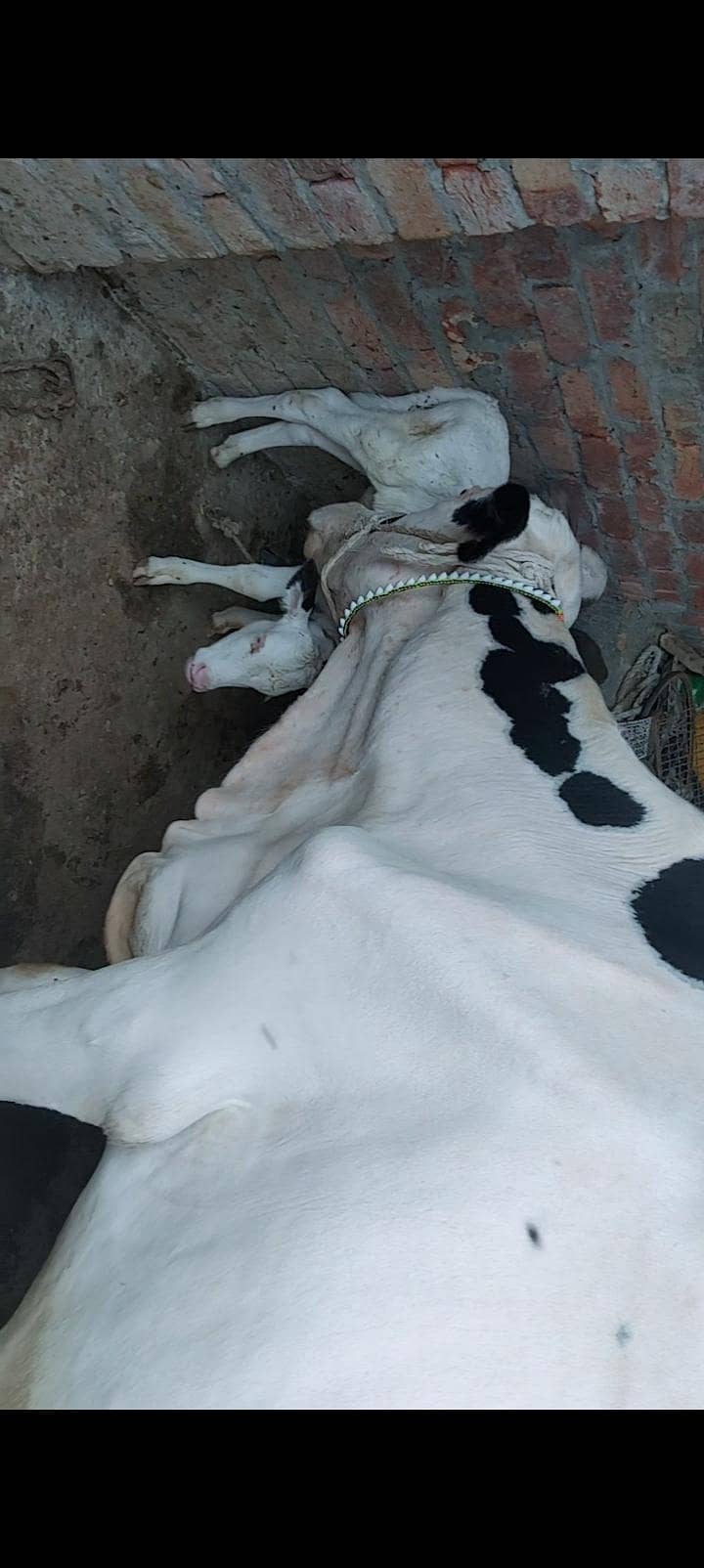 Cows For milk 6