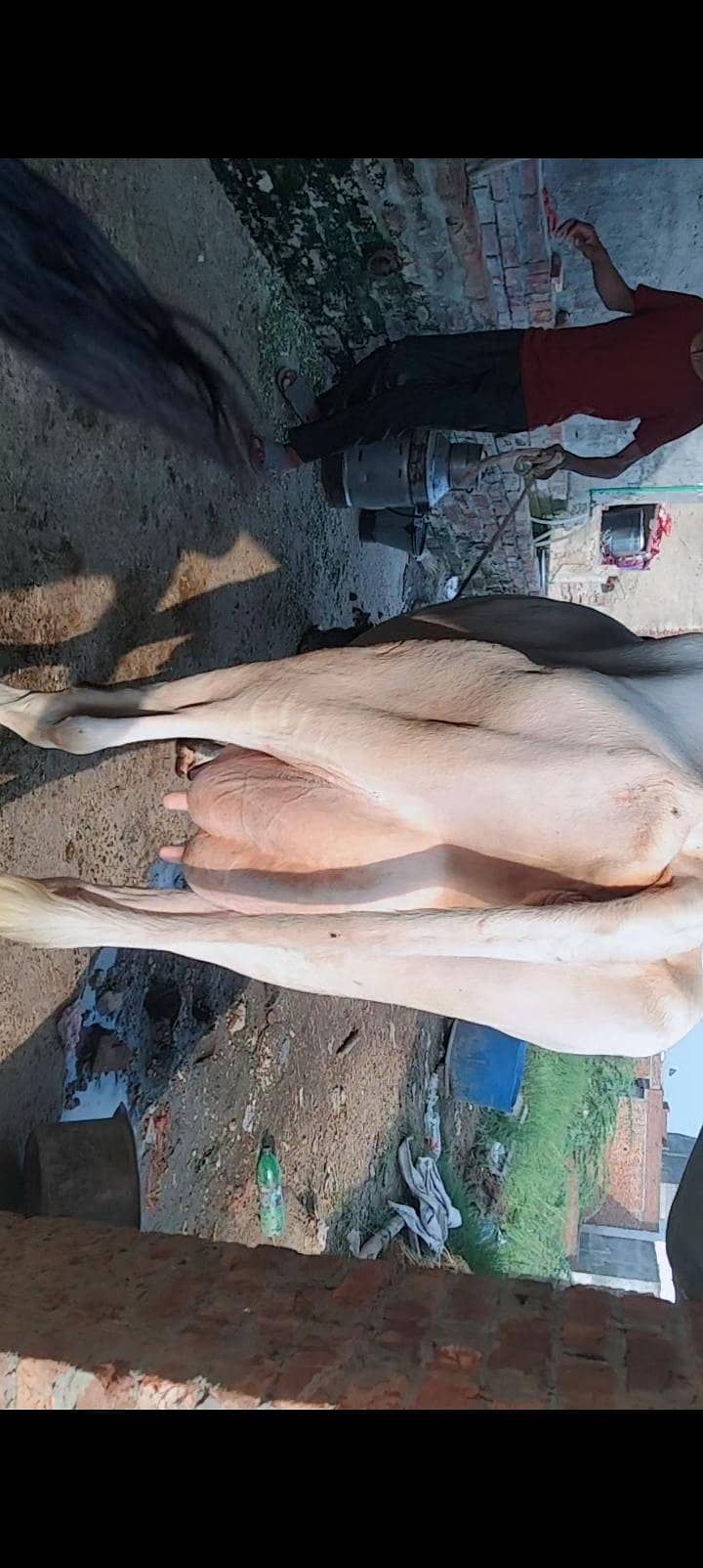 Cows For milk 7