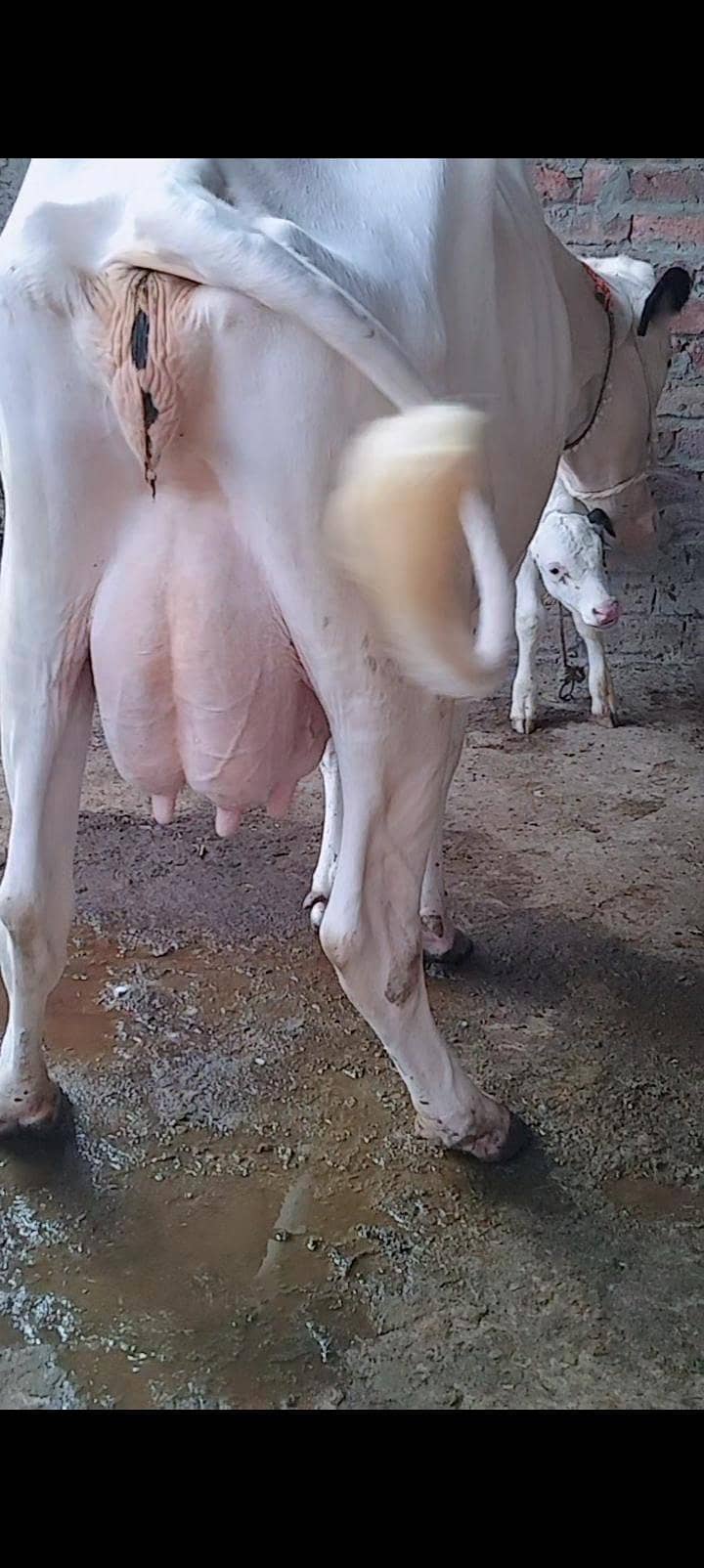 Cows For milk 8
