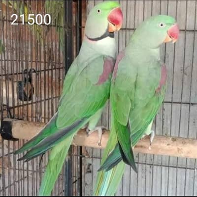 Full take talking dancing playfull parrot