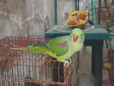 RAW parrot