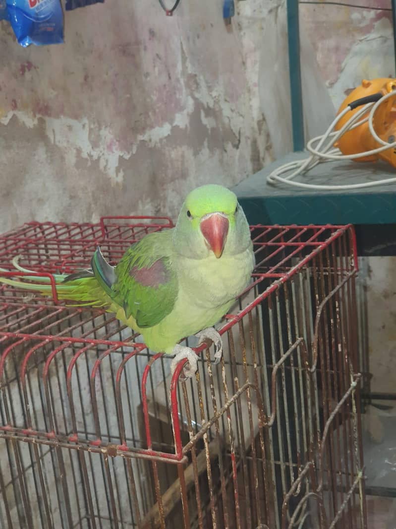 RAW parrot 1