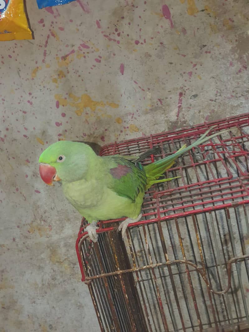 RAW parrot 2