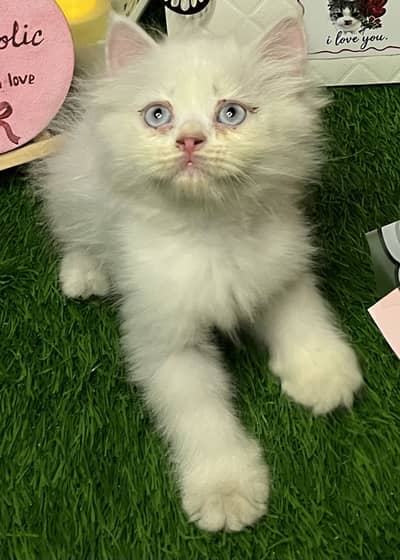 Persian kitten