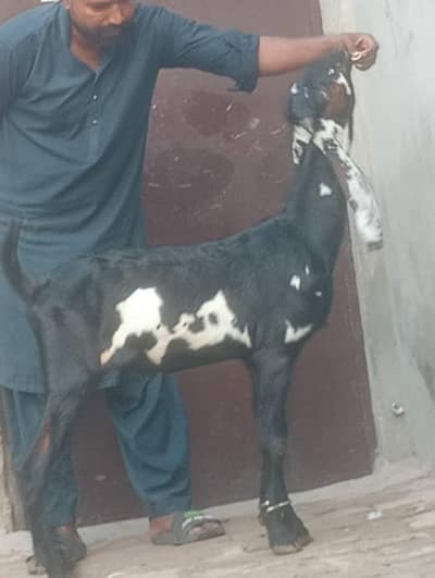 Beetal Bakra sale