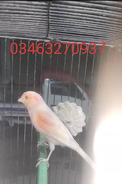 beautiful bird