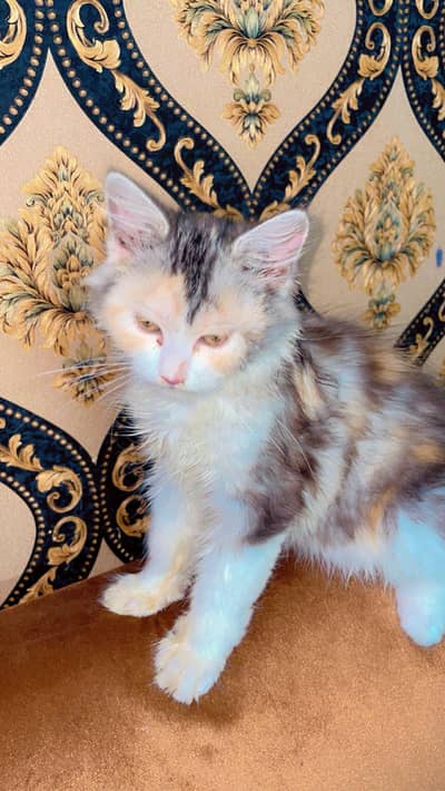 Persian kitten