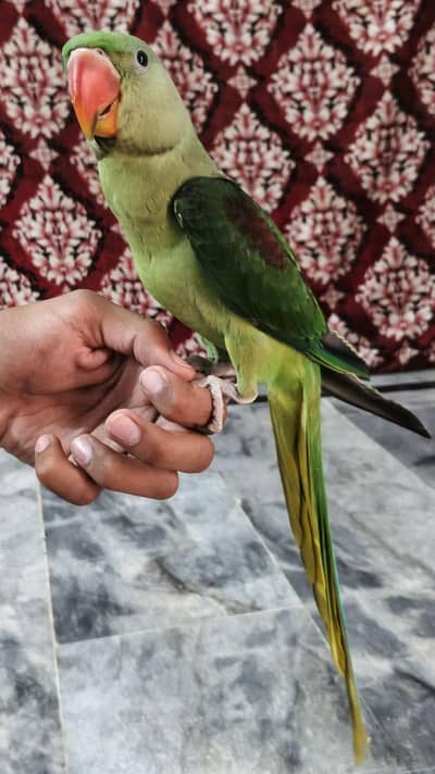 Kashmiri raw ka bacha WhatsApp 03408601567