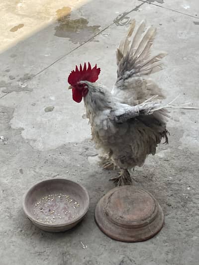 Bantam pair for sell