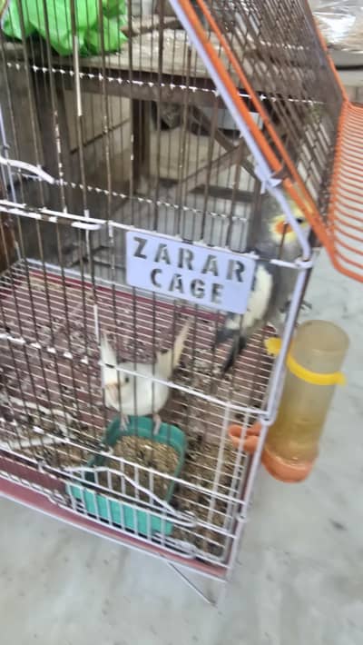 Grey Cockateil and a white Cockateil