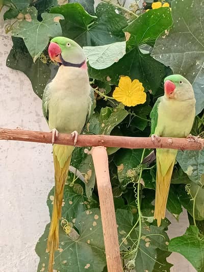 Kashmir Parrot – 2 Years Old | Talking pair