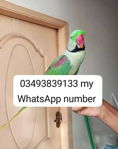 kashmiri raw parrot 2 sal age