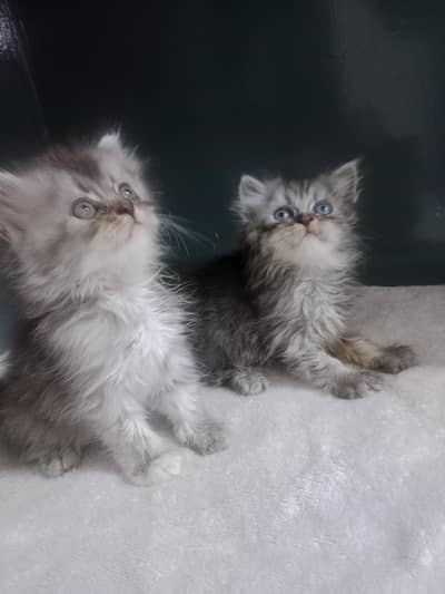 persien kittens /white kittens /tripple coated/ punch face