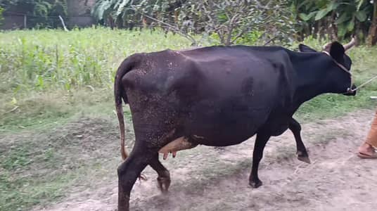 Top Quality Jersey Cow | اعلیٰ کوالٹی جرسی گائے | 9 ماہ کی گابھن